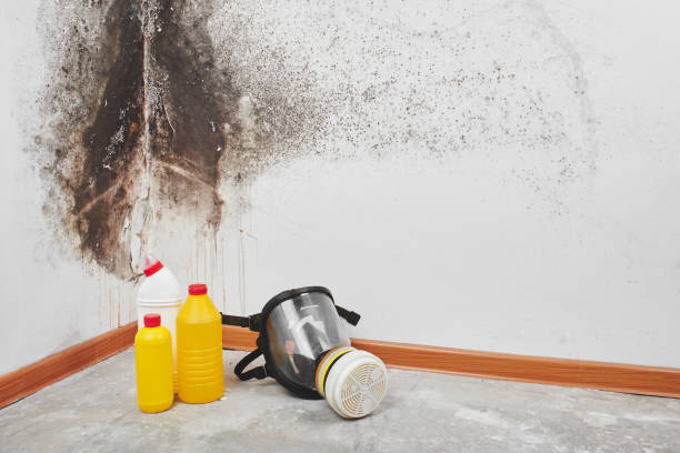 Best Toxic Mold Removal  in Cache, OK