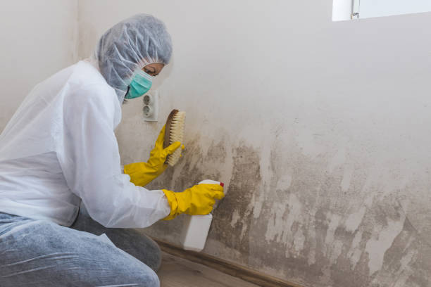 Best Office Mold Removal Services  in Cache, OK