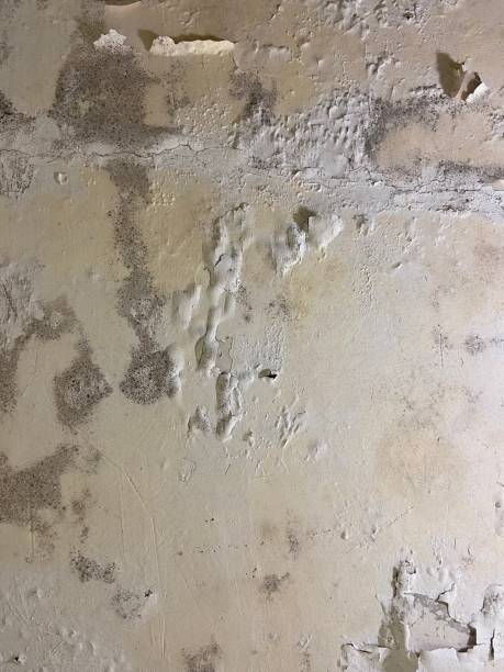 Best Mold Testing  in Cache, OK