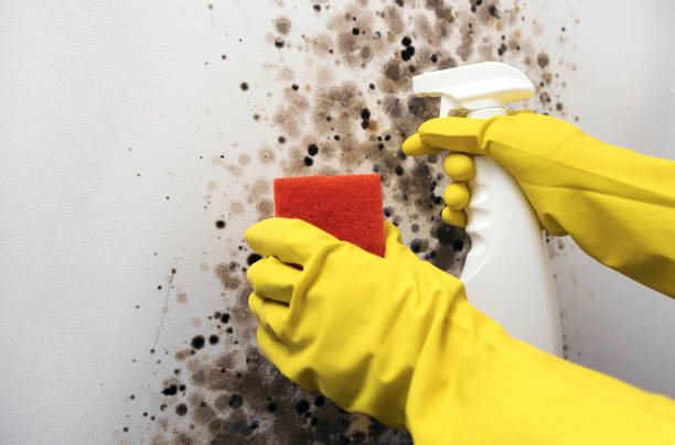 Trusted Cache, OK Mold Removal Experts