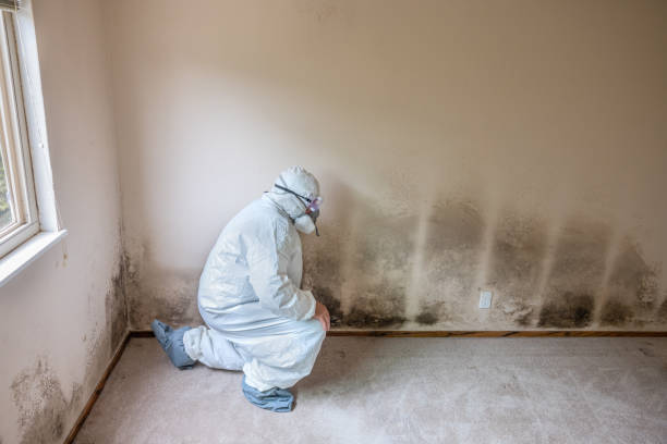 Best Mold Damage Repair  in Cache, OK