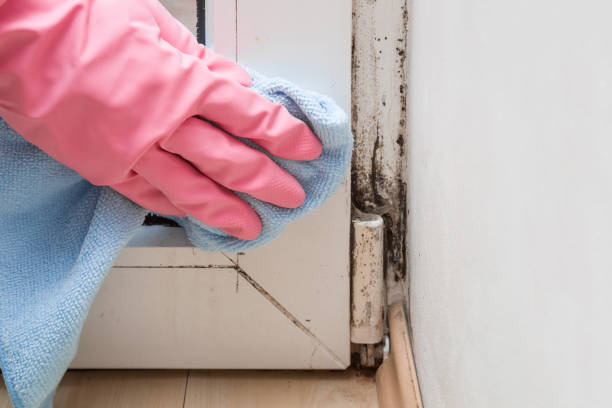 Best Certified Mold Removal  in Cache, OK