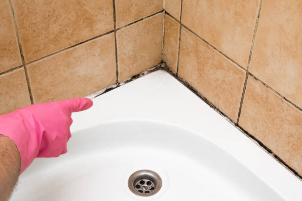 Best Residential Mold Removal  in Cache, OK
